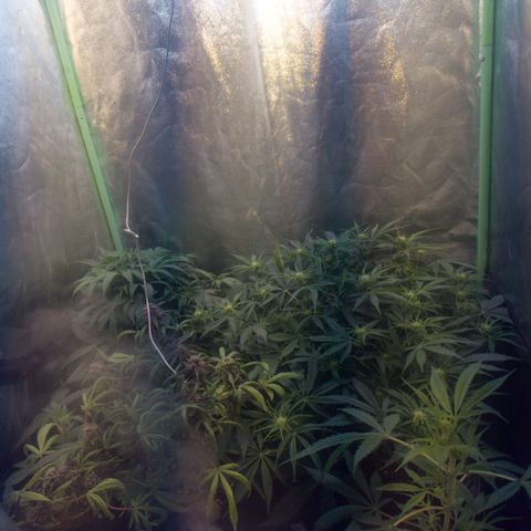 Gorilla glue fast versión  #2 growlog timeline photo