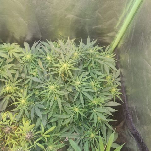 Gorilla glue fast versión  #2 growlog timeline photo