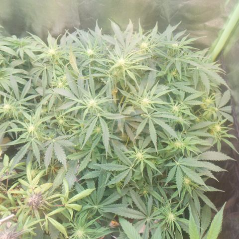 Gorilla glue fast versión  #2 growlog timeline photo