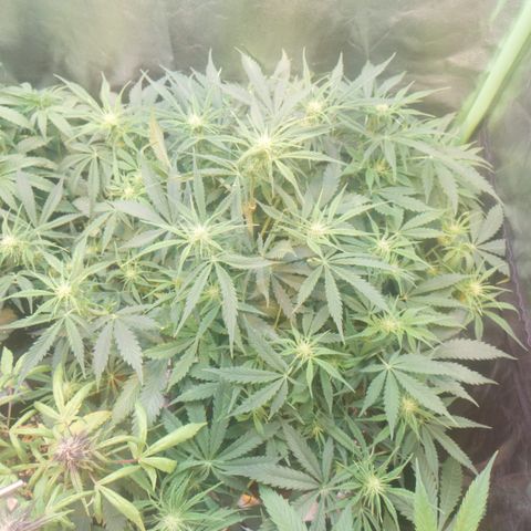 Gorilla glue fast versión  #2 growlog timeline photo