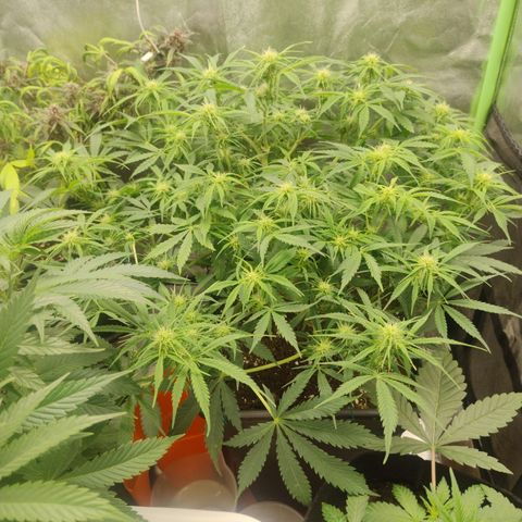 Gorilla glue fast versión  #1 growlog timeline photo