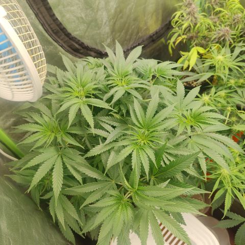 Pineapple Larry OG growlog timeline photo