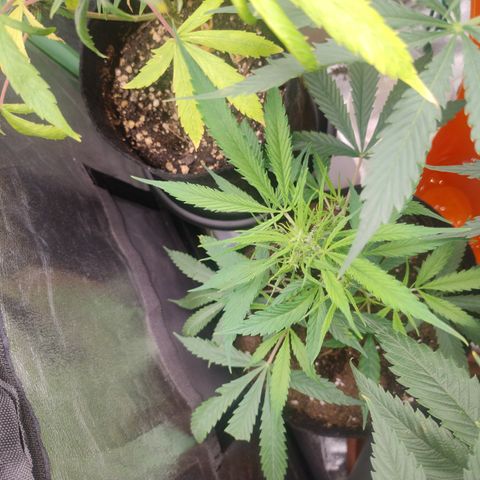 Gorilla glue fast versión  #2 growlog timeline photo