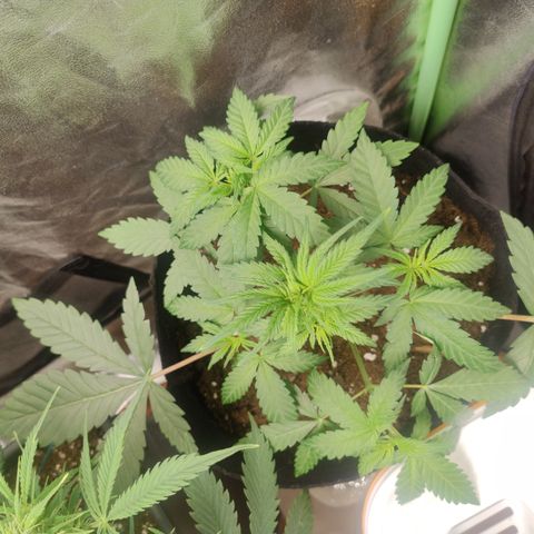 Tutankhamon growlog timeline photo