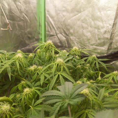 Gorilla glue fast versión  #2 growlog timeline photo
