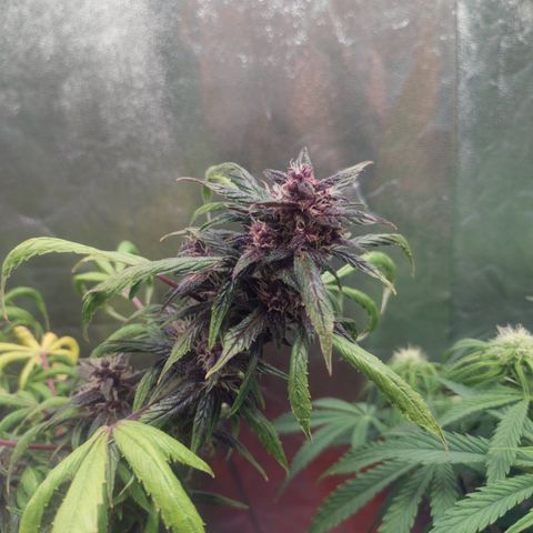 Gorilla glue fast versión  #2 growlog timeline photo
