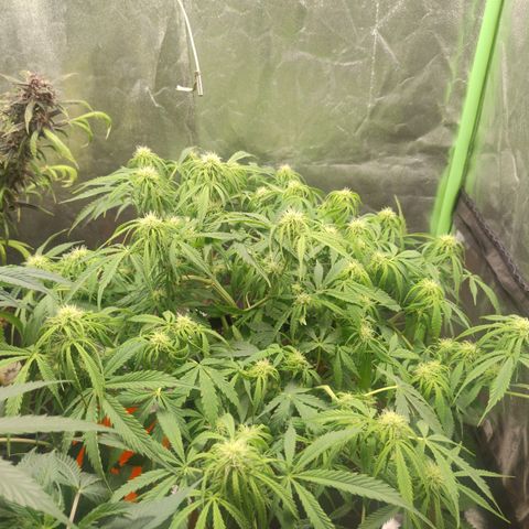 Gorilla glue fast versión  #2 growlog timeline photo