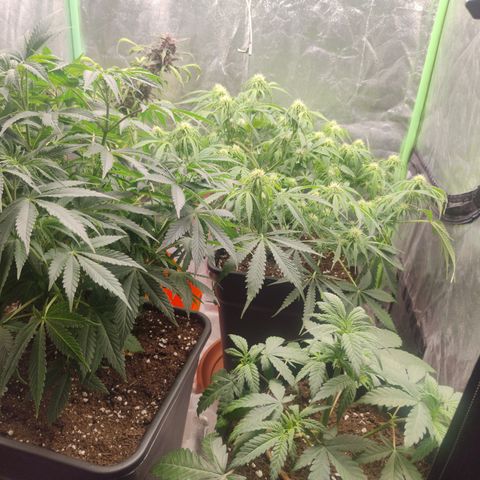 Gorilla glue fast versión  #2 growlog timeline photo