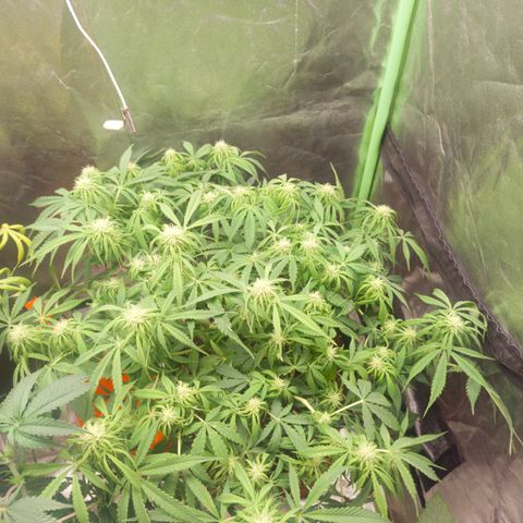 Gorilla glue fast versión  #2 growlog timeline photo