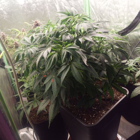 Gorilla glue fast versión  #2 growlog timeline photo