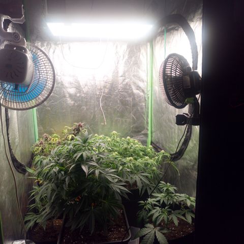 Gorilla glue fast versión  #2 growlog timeline photo