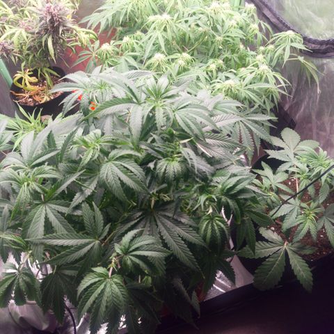Gorilla glue fast versión  #2 growlog timeline photo