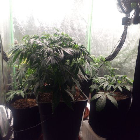 Gorilla glue fast versión  #2 growlog timeline photo