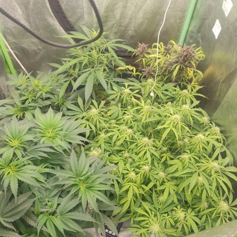 Gorilla glue fast versión  #2 growlog timeline photo