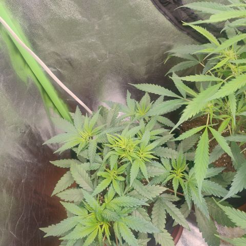 Gorilla glue fast versión  #2 growlog timeline photo