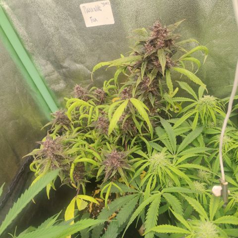 Gorilla glue fast versión  #2 growlog timeline photo