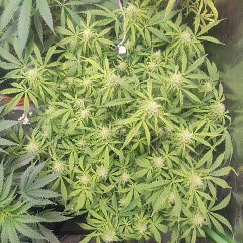 Gorilla glue fast versión  #2 growlog timeline photo