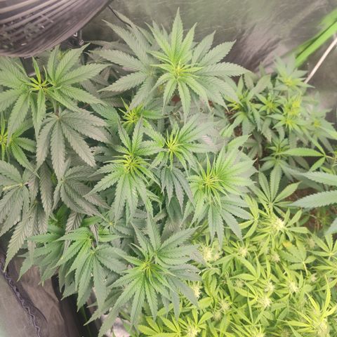 Gorilla glue fast versión  #2 growlog timeline photo