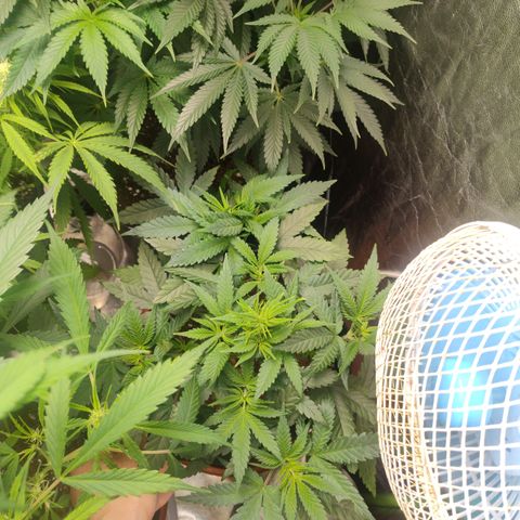 Gorilla glue fast versión  #2 growlog timeline photo