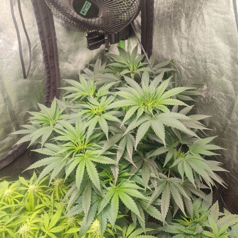 Gorilla glue fast versión  #2 growlog timeline photo