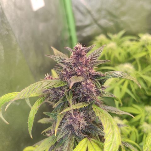 Gorilla glue fast versión  #2 growlog timeline photo