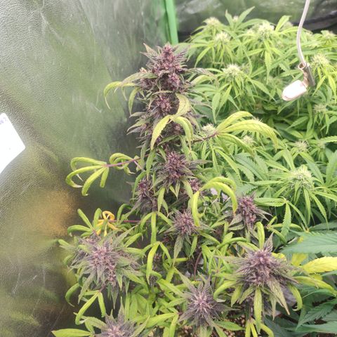Gorilla glue fast versión  #2 growlog timeline photo