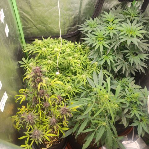 Gorilla glue fast versión  #2 growlog timeline photo