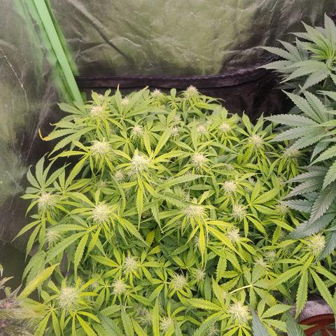 Gorilla glue fast versión  #2 growlog timeline photo