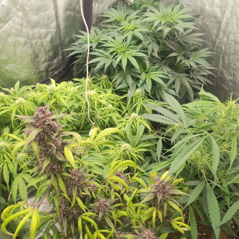 Gorilla glue fast versión  #2 growlog timeline photo