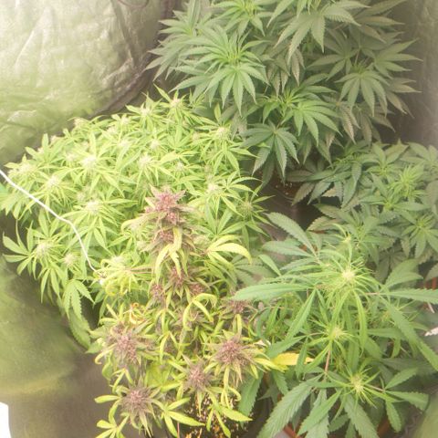Gorilla glue fast versión  #2 growlog timeline photo