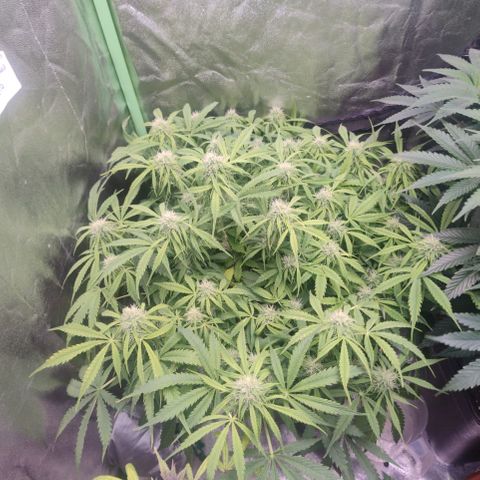 Gorilla glue fast versión  #2 growlog timeline photo