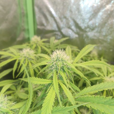 Gorilla glue fast versión  #2 growlog timeline photo