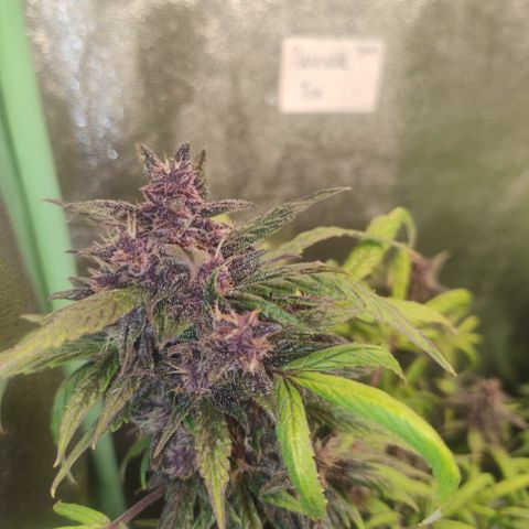 Gorilla glue fast versión  #2 growlog timeline photo