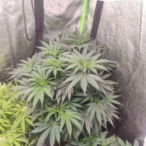 Gorilla glue fast versión  #2 growlog timeline photo
