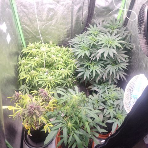 Gorilla glue fast versión  #2 growlog timeline photo
