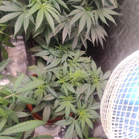 Gorilla glue fast versión  #2 growlog timeline photo
