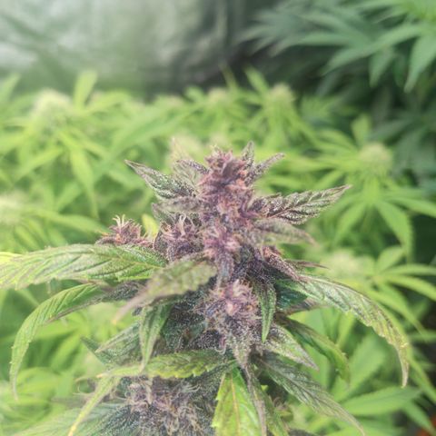 Gorilla glue fast versión  #2 growlog timeline photo
