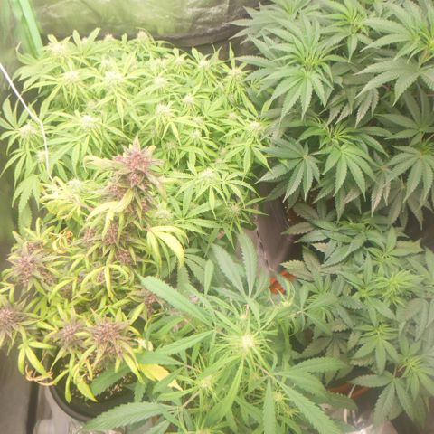 Gorilla glue fast versión  #2 growlog timeline photo