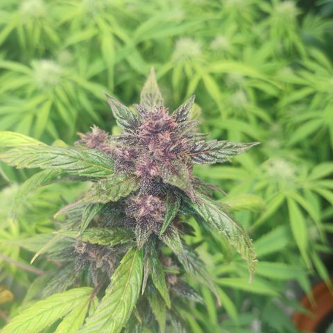 Gorilla glue fast versión  #2 growlog timeline photo