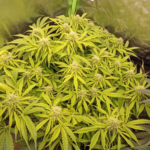 Gorilla glue fast versión  #1 growlog timeline photo