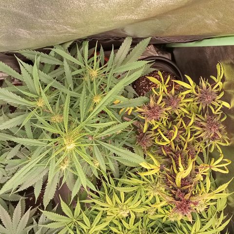 Gorilla glue fast versión  #2 growlog timeline photo