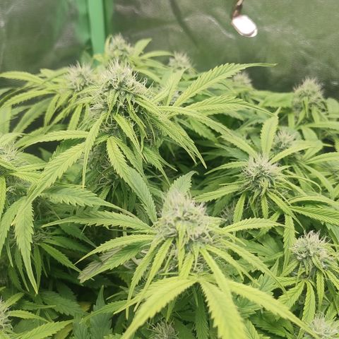 Gorilla glue fast versión  #2 growlog timeline photo