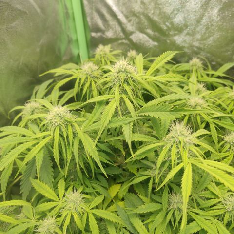Gorilla glue fast versión  #2 growlog timeline photo