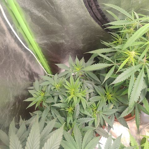 Gorilla glue fast versión  #2 growlog timeline photo
