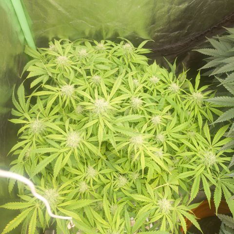 Gorilla glue fast versión  #2 growlog timeline photo