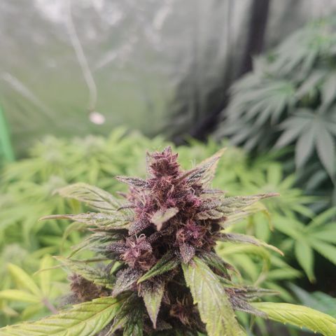 Gorilla glue fast versión  #2 growlog timeline photo