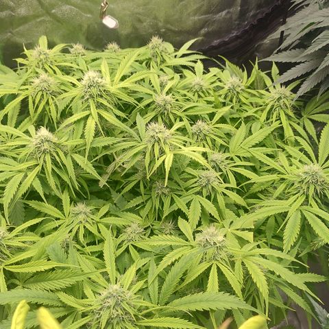 Gorilla glue fast versión  #2 growlog timeline photo
