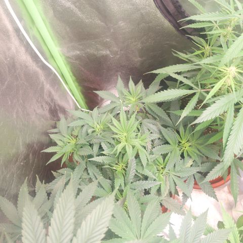 Gorilla glue fast versión  #2 growlog timeline photo