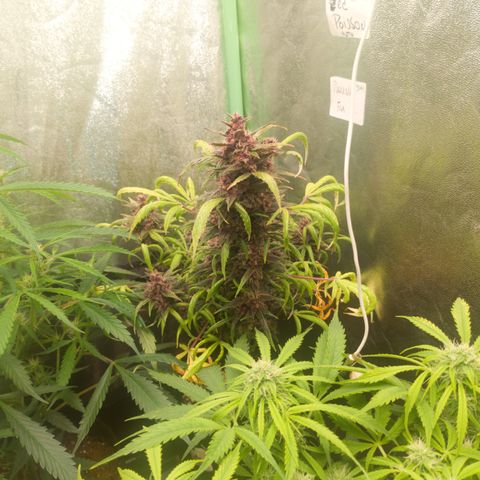 Gorilla glue fast versión  #2 growlog timeline photo