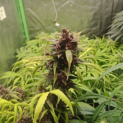 Gorilla glue fast versión  #2 growlog timeline photo